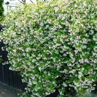 院子里必养的16种香花，一棵满院飘香，南北种植攻略！