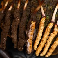 新一季新鲜冬虫夏草即将上市：市场结构与选购参考（2026观察）