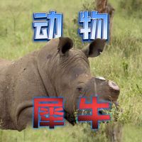 犀牛能轻松将汽车撞成废铁,那为什么它没有泛滥成灾? #犀牛 #濒危物种 #动物科普 #动物 #知识分享