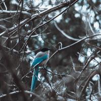 拍鸟的快乐：等得到，就值得