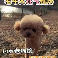 从3岁吃到14岁！卷卷的长寿狗粮原来是它…#皇家狗粮#皇家老年狗粮#老年犬狗粮推荐#皇家#吃皇家健康到老