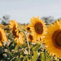 如何判断一个男人对你是“短择”（玩玩）还是“长择”（认真奔结婚）？