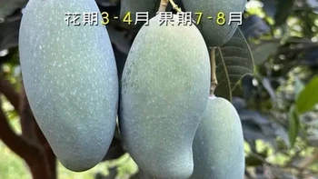 桂七芒果 S型的身段 樱桃的小嘴，甜过初吻，芒果界的奥斯卡#抖音新农人计划2023 #创作者中心 #创作灵感 #芒果