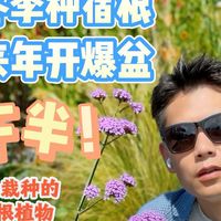 冬季种宿根,来年开爆盆,10款宿根植物推荐!下