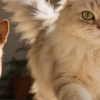 2026年宠物空气净化器十大品牌推荐，养猫狗家庭必看榜单