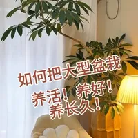 室内如何把大型盆栽养活养好养茂盛 #室内养花#养花小知识分享 #花卉绿植