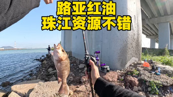 蜘蛛100爆改性能实战，有韵味外观和超强性能#24蜘蛛100 #路亚野钓 #红油鱼