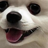 针对掉毛严重的狗粮，改善毛发健康狗粮推荐