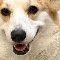 2026 国产狗粮品牌排行榜！哪些国产品牌值得闭眼入？