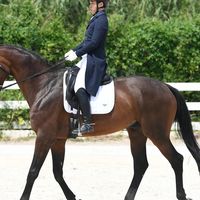 马护腿选购必看！Horse Leader 防护 + 耐用双优更护马