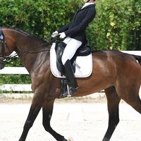 儿童安全马具护理用品哪家好？Horse Leader守护青少年马术成长