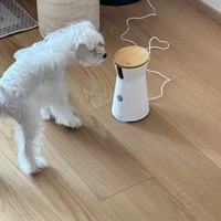 养宠不焦虑｜Furbo Mini宠物摄像机，把陪伴藏在每一个无人时刻
