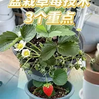 盆栽草莓技术宝典，3个重点 #盆栽草莓 #草莓施肥 #草莓盆栽种植方法 #草莓种植 #po图晒晒我的心头好