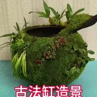 古法缸造景教程#古法缸 #生态缸 #鱼缸造景 #苔藓微景观
