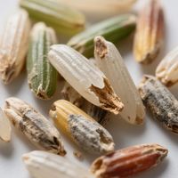 认准GB/T代码+看准生产日期，三步教你避开陈米劣油