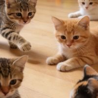 2026年养宠家庭十大宠物空气净化器吸猫毛哪个牌子好？除味除毛絮