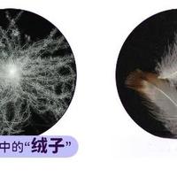 羽绒被、蚕丝被、大豆被怎么选？一张表说清谁才是你的冬日真命天子