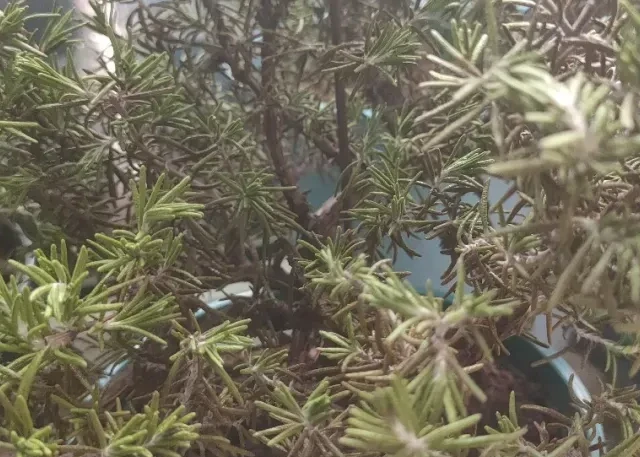 养花别瞎勤快！这3个 “好习惯”，正在害死你的花