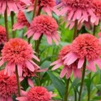 蓝妖：夏天花园别只种月季了！松果菊从6月开到10月，根本停不下