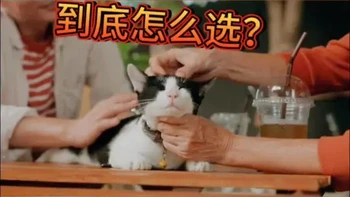 豆腐/膨润土/混合砂到底怎么选？一文读懂猫砂分类！#猫砂 #猫砂推荐 #新手养猫 #养猫日常