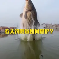 这可能是春季钓鱼饵料的天花板!爆护上岸还有赚! #钓鱼  #黑坑钓鱼  #春季钓鱼  #虾拉虫 #鲤鱼钓法