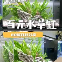 用100开一个懒人水草缸！效果太好了！ #养鱼日常 #鱼缸造景 #开缸 #水草造景 #水草缸