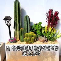 阳台党也可以把沙漠造景抱回家了 阳台位置比较小，想要种沙生植物怕种不了，可以看看这个搭配，不需要选太大的植物，只要高低错落，品种搭配的好，一样可以享受沙漠植物的特别的感觉#好物分享 #种植小技巧 #阳台小院均可种植 #沙生植物