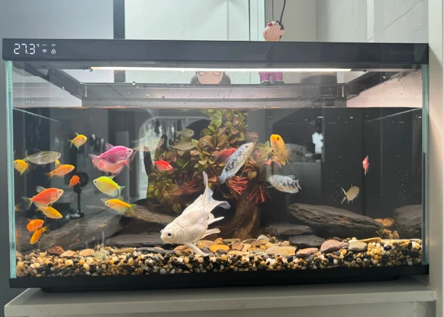 新手养鱼别踩坑：超白玻璃+双循环过滤+基础智能，这三件套缺一不可