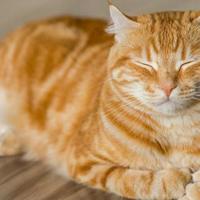 什么叫全价猫粮、全期猫粮？最好的猫粮排行榜前十名TOP3推荐
