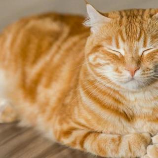 什么叫全价猫粮、全期猫粮？最好的猫粮排行榜前十名TOP3推荐