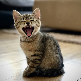 猫咪不吃猫粮怎么办？实测2026年最好吃的猫粮排行榜前十名
