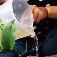 什么淘米水、啤酒水，都不如“这种水”，浇花时放一些，花草喜欢