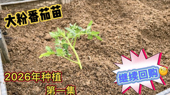 去年网购的大粉番茄苗，种出来的西红柿又沙又甜，今年继续回购后发现老板依然很实在，买6颗赠3颗。不得不感叹，山东老板就是大气。期待几个月又会迎来番茄大丰收