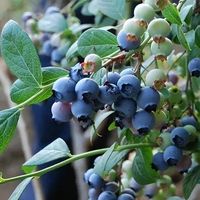 6月首周云南蓝莓地头价跌破3元/斤，同比暴跌超50%