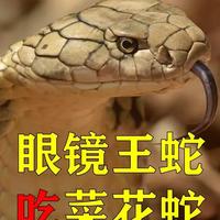 眼镜王蛇吃菜花蛇 #神奇动物在抖音 #科普一下 #眼镜王蛇 #菜花蛇 #守护镜头里的动物