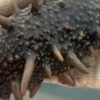 挑海参技巧