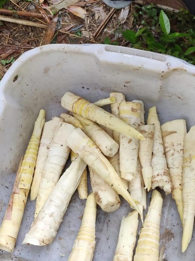 油焖春笋实测：春季第一鲜、脆嫩爆汁、超下饭