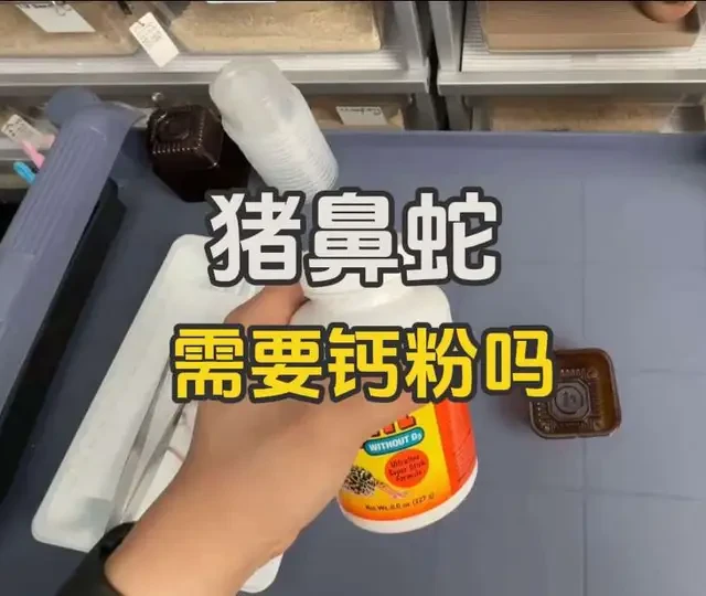 猪鼻蛇需要喂钙粉吗？#爬宠日常 #宠物蛇 #爬行动物 #宠物知识