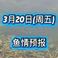 3月20日晴天温差大地区,上午10点后鱼易离底停口,早晚钓最好;阴天小雨区域鱼情稳定,全天有口;持续阴雨低温区鱼口弱,仅中午短时开口。选对时间和钓位,才能提高上鱼率。
#鱼情 #鱼情预报 #鱼情分析 #鱼情预测 #钓鱼人就是这么疯狂