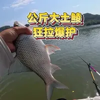 东江公斤级大土鲮狂拉爆护，钓土鲮最爽的一次！这手感谁顶得住#钓鱼人 #土鲮爆口 #原来钓鱼才是抖音运动顶流#2026dou来钓鱼 #土鲮巨物