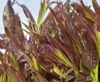 这个季节应该把香椿吃进嘴里