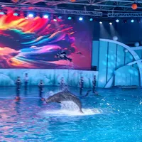 被青岛极地海洋世界🐬的治愈蓝硬控一整天