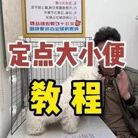 小狗定点大小便教程！#新手养狗 #定点大小便训练 #狗狗 #养狗经验分享 #训犬