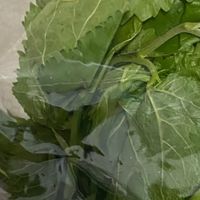 春日逛菜场，广东人最懂吃