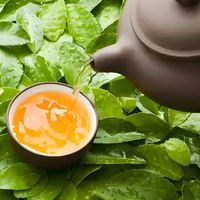 七成“福鼎白茶”连基本萎凋都不达标，新手避坑认准这四个可验证维度