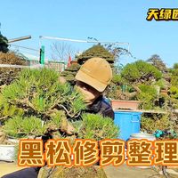 冬季给盆景修剪清理，黑松盆景的修整