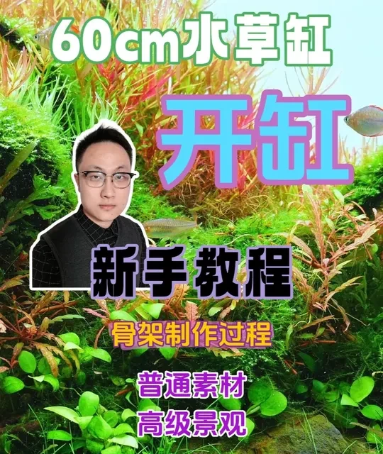 60cm水草缸开缸，新手教程。 详细的骨架制作过程。普通素材，高级景观。
鱼缸：长60×宽30×高36cm
造景构图：三角凸形构图
水草：矮珍珠，牛毛毡，大安水蓑衣，雨裂，迷你榕，爪哇莫斯，矮种黑木蕨，绿宫廷，红宫廷，绿松尾
生物：电光美人，巧克力娃娃，黑壳虾
#鱼缸造景#水草缸#草缸#草缸造景#新手开缸