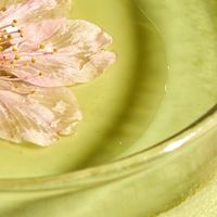 樱花抹茶布丁：春日微甜，一口沦陷春光里