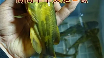 注意休息，这个季节夜钓黄辣丁一定要找河道比较窄的地方有浅滩更好，水浑的话水深控制在1-1.5米，水清则钓深。一个窝钓40分钟左右没目标鱼就换位置证明你选的那片没有目标鱼#钓鱼乐趣 #户外钓鱼 #夜钓黄辣丁 #夜钓昂刺鱼
