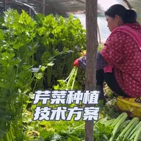 芹菜种植方案。不会种芹菜的朋友可以保存多看看！#芹菜种植技术 #种植农产品小技巧分享 #蔬菜种植管理技术科普
